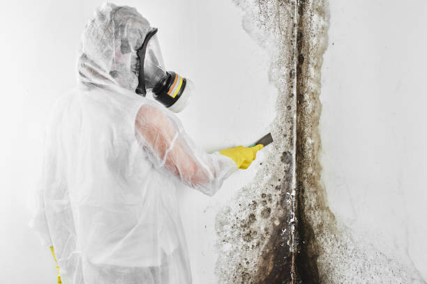 Best Certified Mold Removal  in Clancy, MT