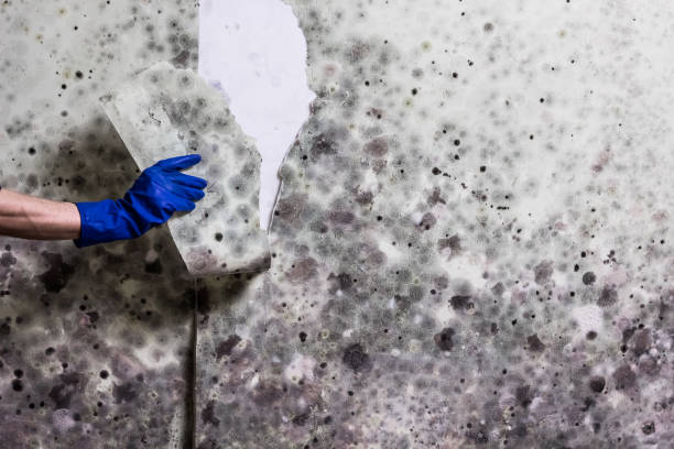 Best Fast Mold Removal  in Clancy, MT
