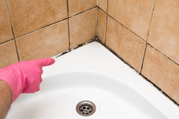 Best Mold Damage Repair  in Clancy, MT